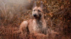 Acheter un chien Berger belge laekenois adulte ou retraité d'élevage