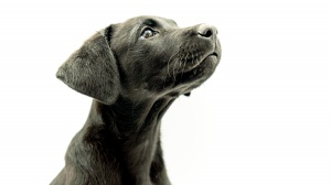 Acheter un chien Chien de berger de majorque poil court adulte ou retraité d'élevage