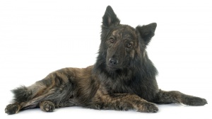 Petites annonces de vente de chien de race Berger hollandais à poil long