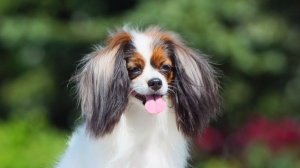 Acheter un chien Epagneul nain phalène adulte ou retraité d'élevage