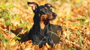Petites annonces de vente de chien de race Pinscher allemand
