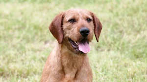 Acheter un chien Brachet de styrie à poil dur adulte ou retraité d'élevage