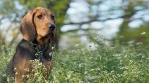 Petites annonces de vente de chien de race Brachet polonais