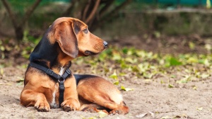 Petites annonces de vente de chien de race Brachet tyrolien