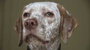 Acheter un chien Bourbonnais pointing dog adulte ou retraité d'élevage
