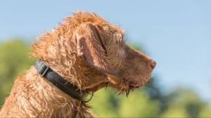 Acheter un chien Braque hongrois à poil dur adulte ou retraité d'élevage