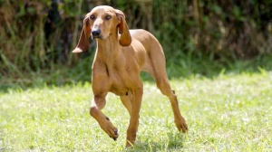 Petites annonces de vente de chien de race Chien courant italien poil ras