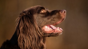 Petites annonces de vente de chien de race Chien d'arret allemand à poil long