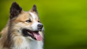 Petites annonces de vente de chien de race Chien de berger islandais