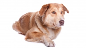 Acheter un chien Chien de l'atlas adulte ou retraité d'élevage