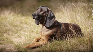 Petites annonces de vente de chien de race Chien de recherche au sang de la montagne bavaroise