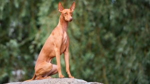 Petites annonces de vente de chien de race Cirneco de l'etna