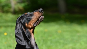 Annonces de reproducteurs de race Black and tan coonhound