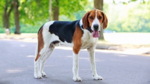 Eleveurs d'American foxhound