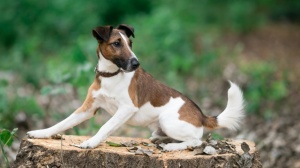 Petites annonces de vente de chien de race Fox terrier à poil lisse