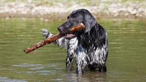 Acheter un chien Grosser munsterlander vorstehhund adulte ou retraité d'élevage