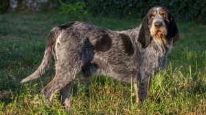 Acheter un chien Griffon bleu de gascogne adulte ou retraité d'élevage